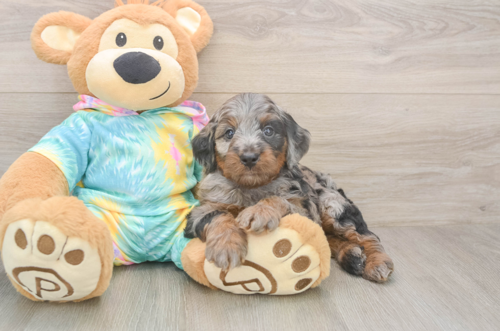 5 week old Mini Aussiedoodle Puppy For Sale - Lone Star Pups