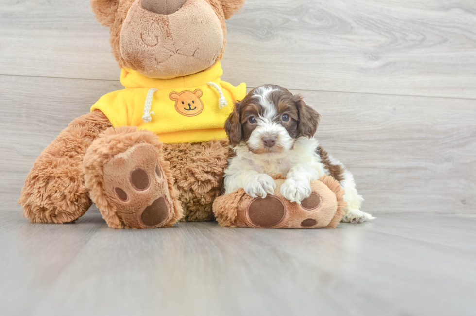 9 week old Mini Aussiedoodle Puppy For Sale - Lone Star Pups