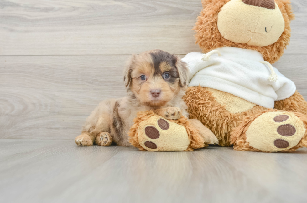 7 week old Mini Aussiedoodle Puppy For Sale - Lone Star Pups