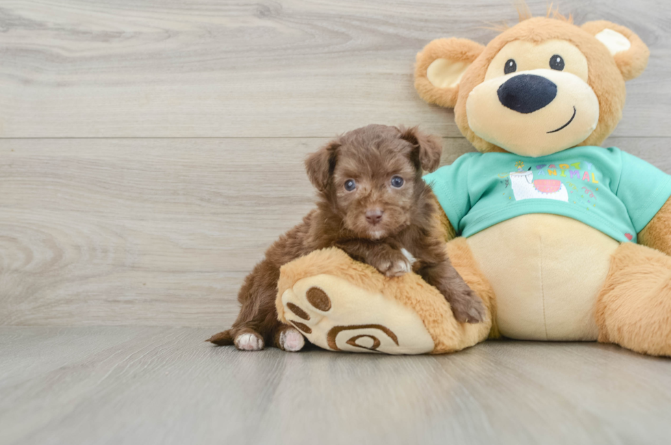 5 week old Mini Aussiedoodle Puppy For Sale - Lone Star Pups