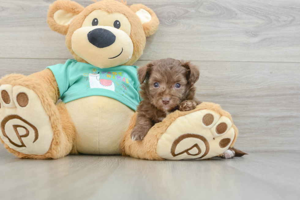 Mini Aussiedoodle Pup Being Cute