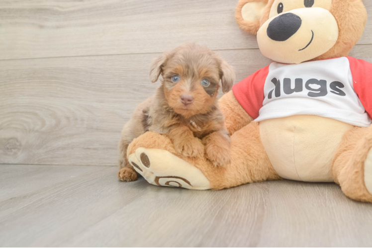 Cute Mini Aussiedoodle Baby