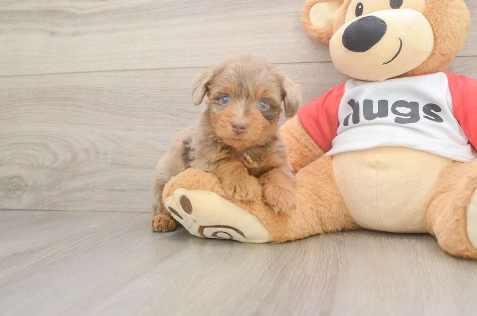 5 week old Mini Aussiedoodle Puppy For Sale - Lone Star Pups