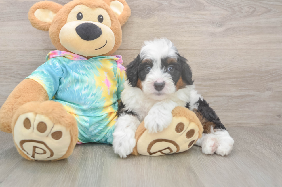 5 week old Mini Aussiedoodle Puppy For Sale - Lone Star Pups
