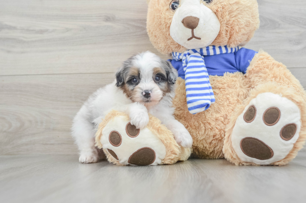 8 week old Mini Aussiedoodle Puppy For Sale - Lone Star Pups