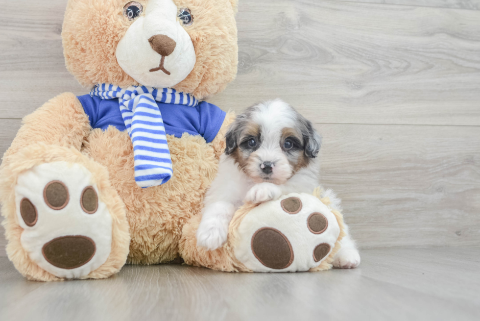 Funny Mini Aussiedoodle Poodle Mix Pup