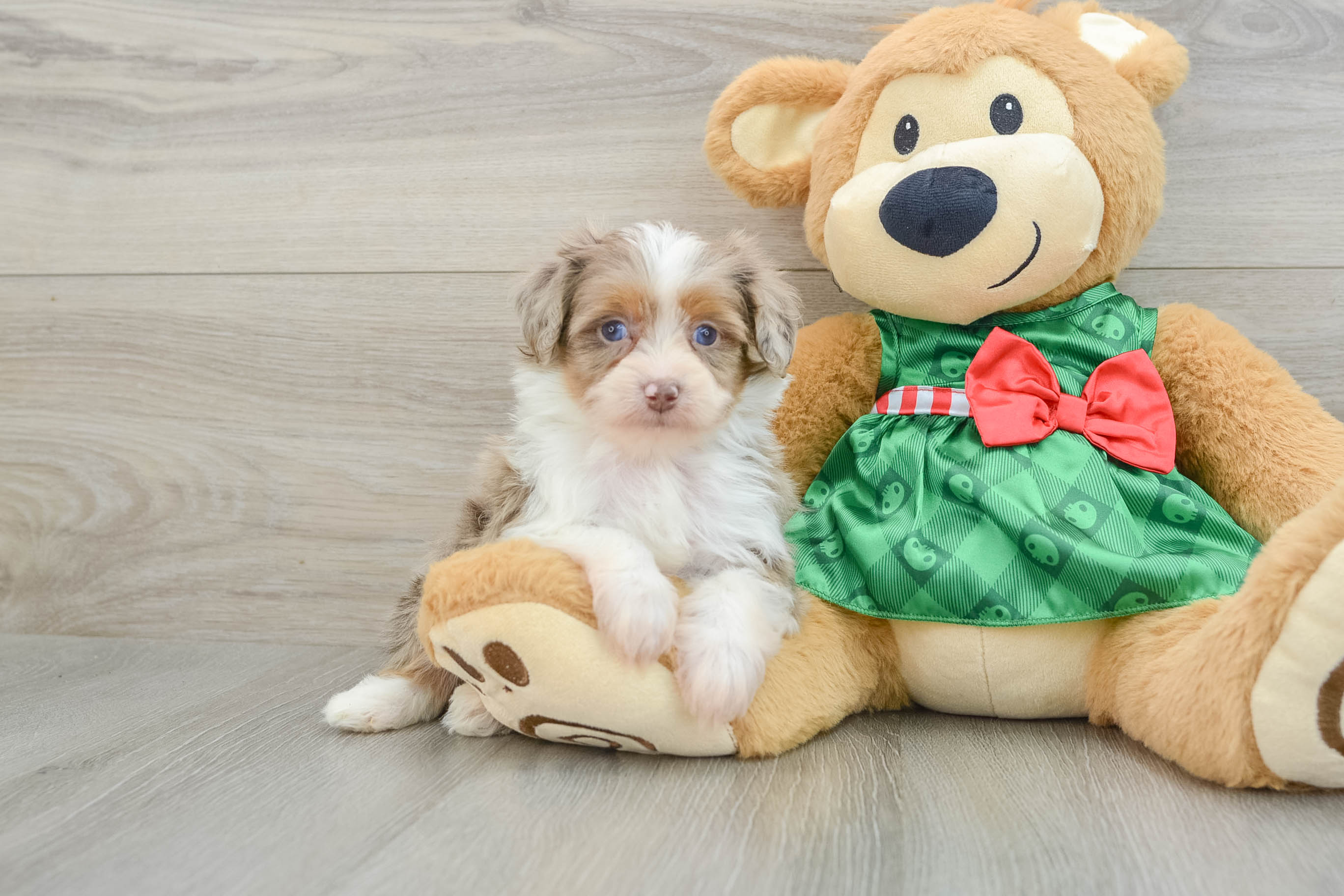 Adorable Mini Australian Shepherd X Poodle Mix Poodle Mix Puppy