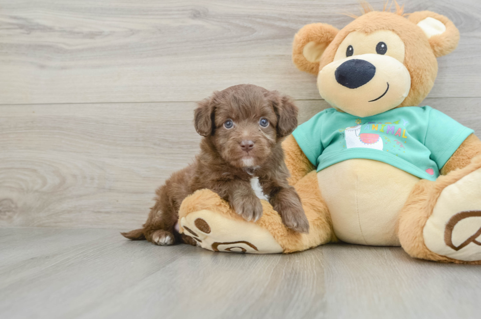 5 week old Mini Aussiedoodle Puppy For Sale - Lone Star Pups