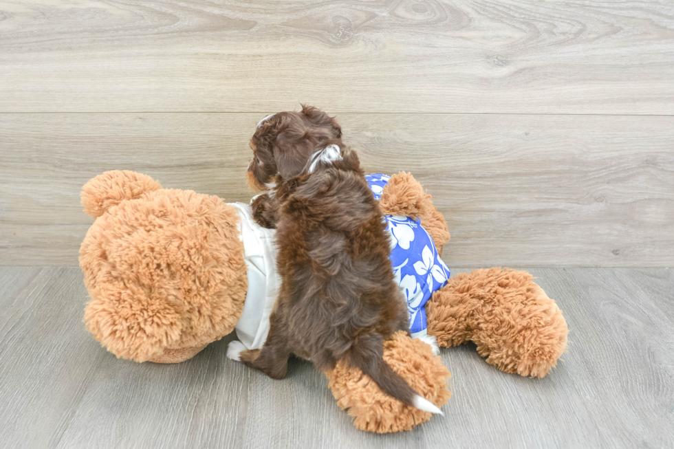 Cute Mini Aussiedoodle Baby