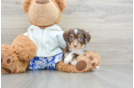 Happy Mini Aussiedoodle Baby