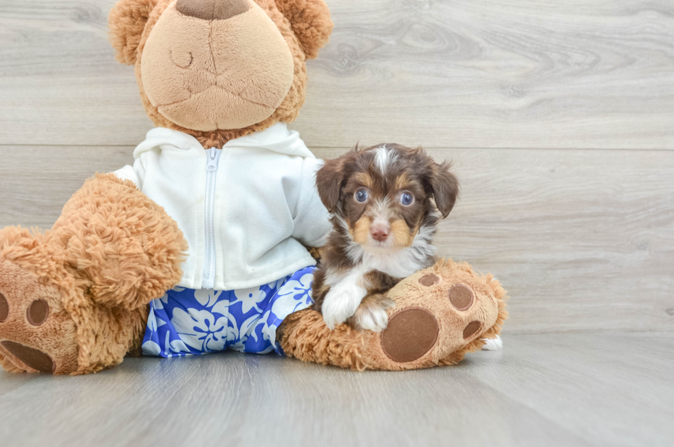 5 week old Mini Aussiedoodle Puppy For Sale - Lone Star Pups