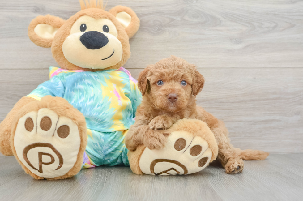 5 week old Mini Aussiedoodle Puppy For Sale - Lone Star Pups