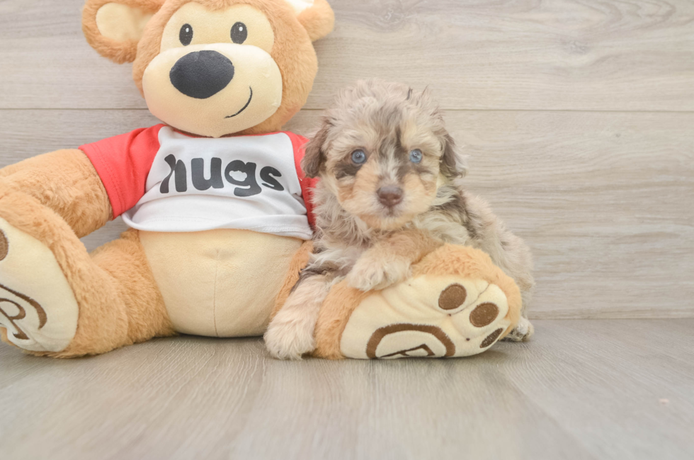 5 week old Mini Aussiedoodle Puppy For Sale - Lone Star Pups