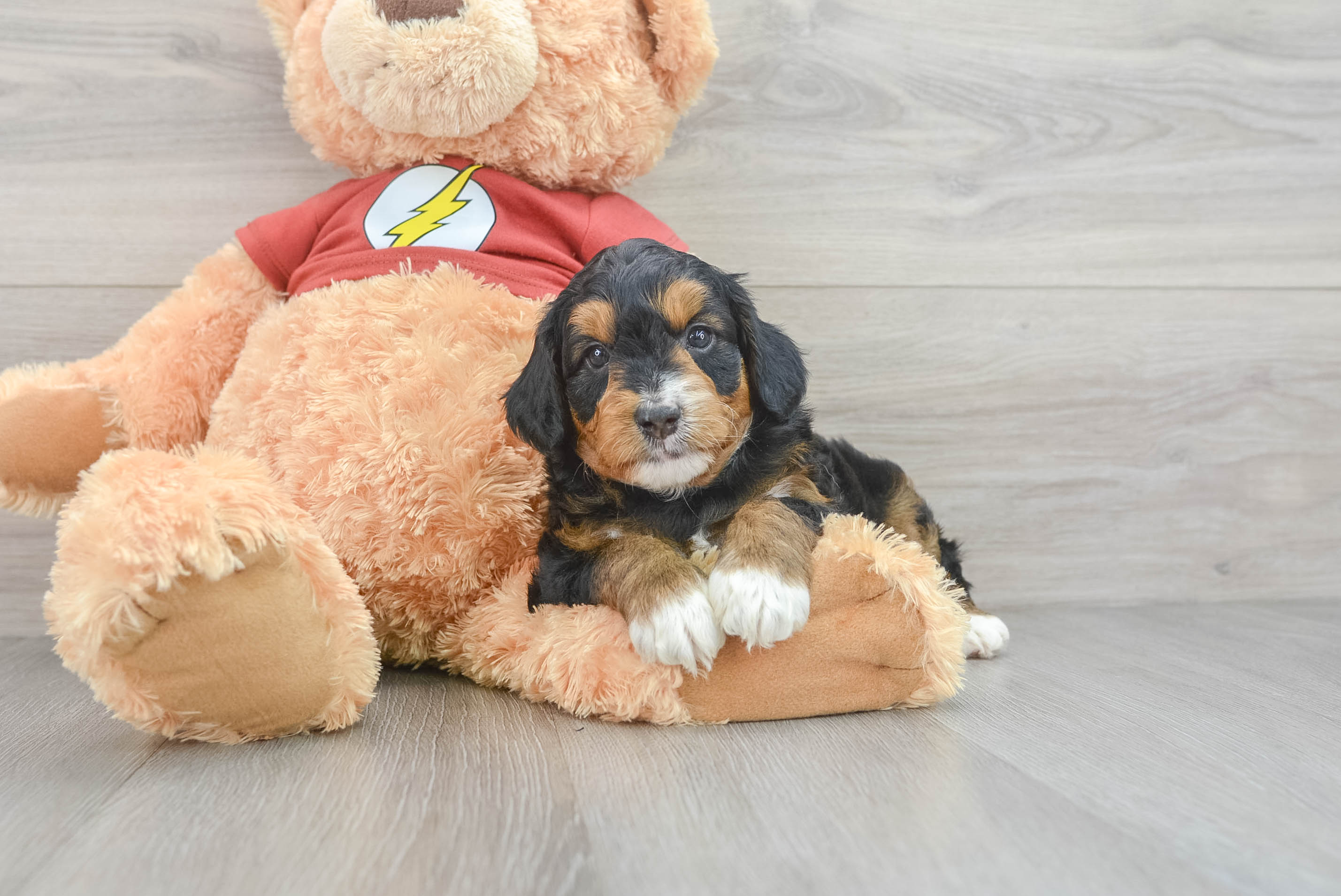 Best Mini Aussiedoodle Baby