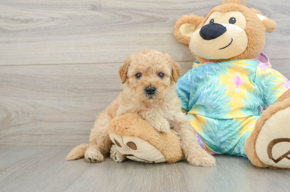 5 week old Mini Aussiedoodle Puppy For Sale - Lone Star Pups