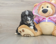 8 week old Mini Aussiedoodle Puppy For Sale - Lone Star Pups