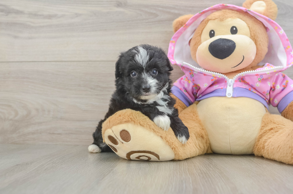 5 week old Mini Aussiedoodle Puppy For Sale - Lone Star Pups