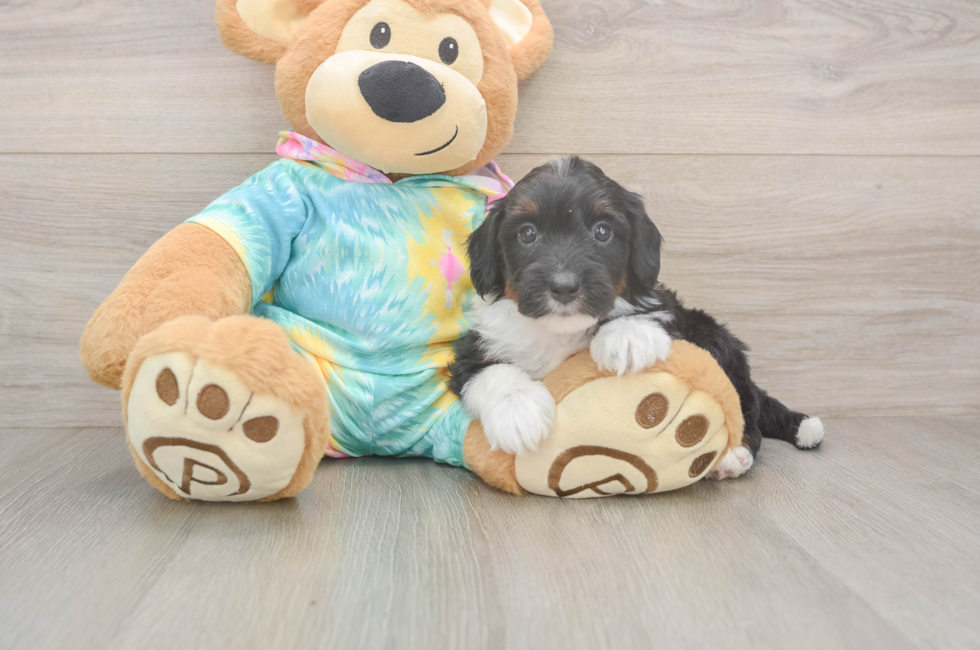 5 week old Mini Aussiedoodle Puppy For Sale - Lone Star Pups