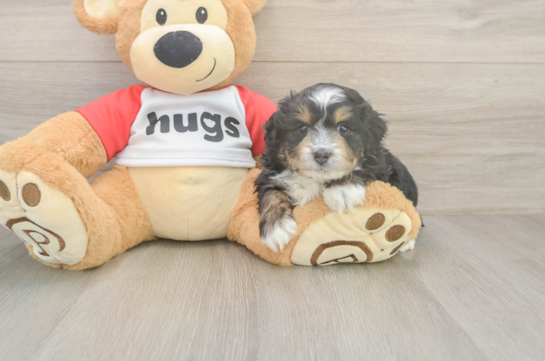 5 week old Mini Aussiedoodle Puppy For Sale - Lone Star Pups Mini Aussiedoodle Puppy for Adoption
