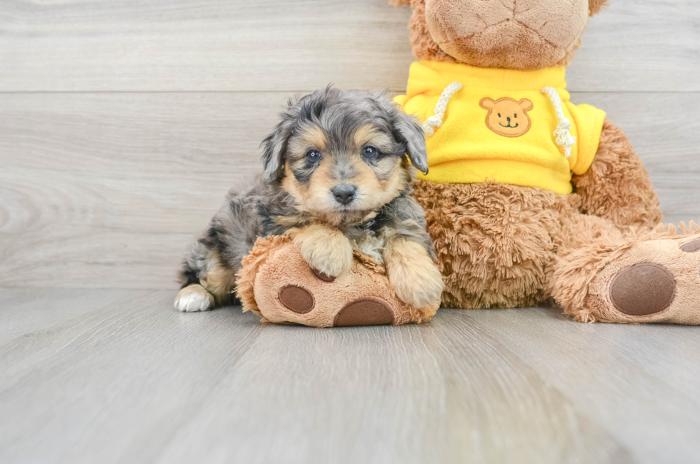 6 week old Mini Aussiedoodle Puppy For Sale - Lone Star Pups
