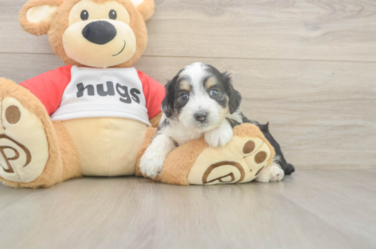 5 week old Mini Aussiedoodle Puppy For Sale - Lone Star Pups Happy Mini Aussiedoodle Baby