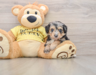 7 week old Mini Aussiedoodle Puppy For Sale - Lone Star Pups