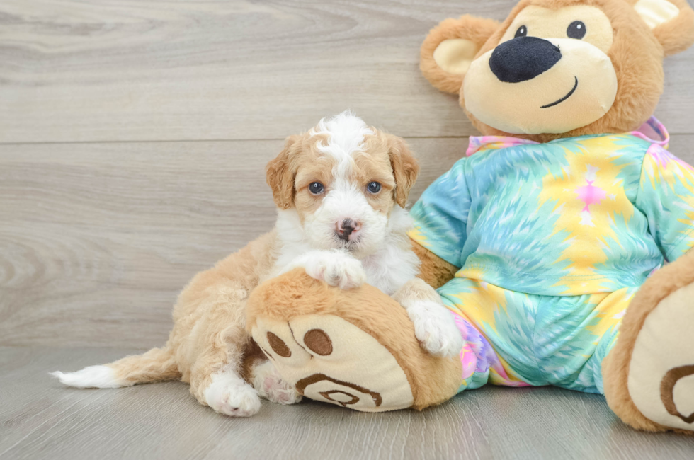5 week old Mini Aussiedoodle Puppy For Sale - Lone Star Pups