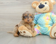 8 week old Mini Aussiedoodle Puppy For Sale - Lone Star Pups