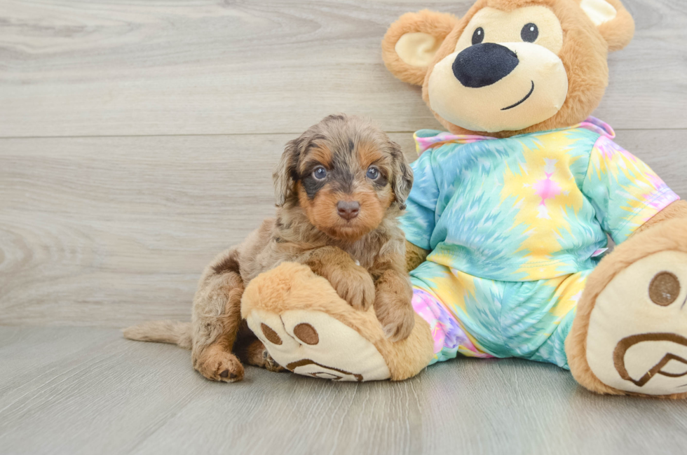 5 week old Mini Aussiedoodle Puppy For Sale - Lone Star Pups