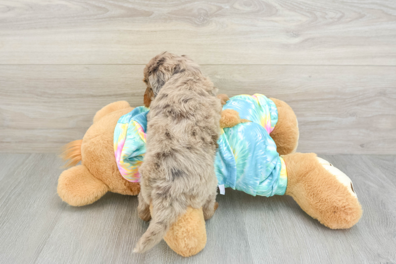 Meet Cruise - our Mini Aussiedoodle Puppy Photo 2/3 - Lone Star Pups
