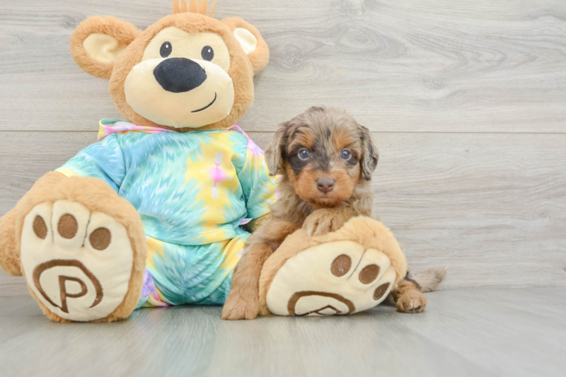 Meet Cruise - our Mini Aussiedoodle Puppy Photo 3/3 - Lone Star Pups