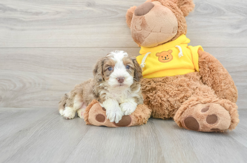 7 week old Mini Aussiedoodle Puppy For Sale - Lone Star Pups