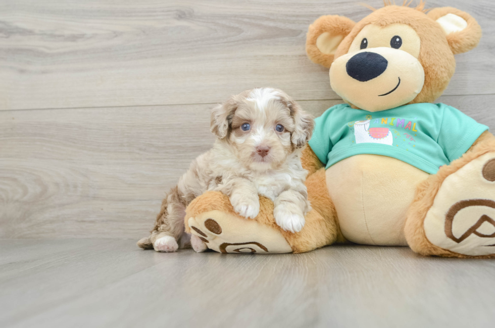 5 week old Mini Aussiedoodle Puppy For Sale - Lone Star Pups