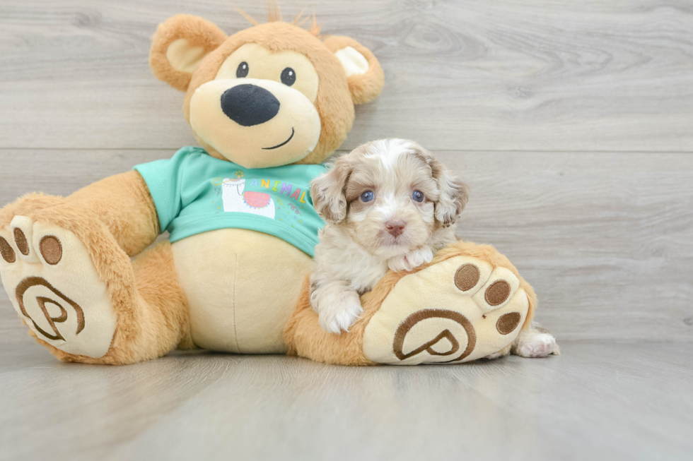 Mini Aussiedoodle Puppy for Adoption