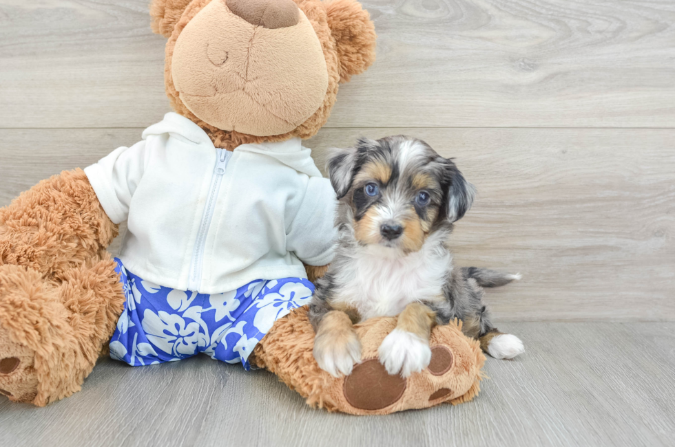 5 week old Mini Aussiedoodle Puppy For Sale - Lone Star Pups