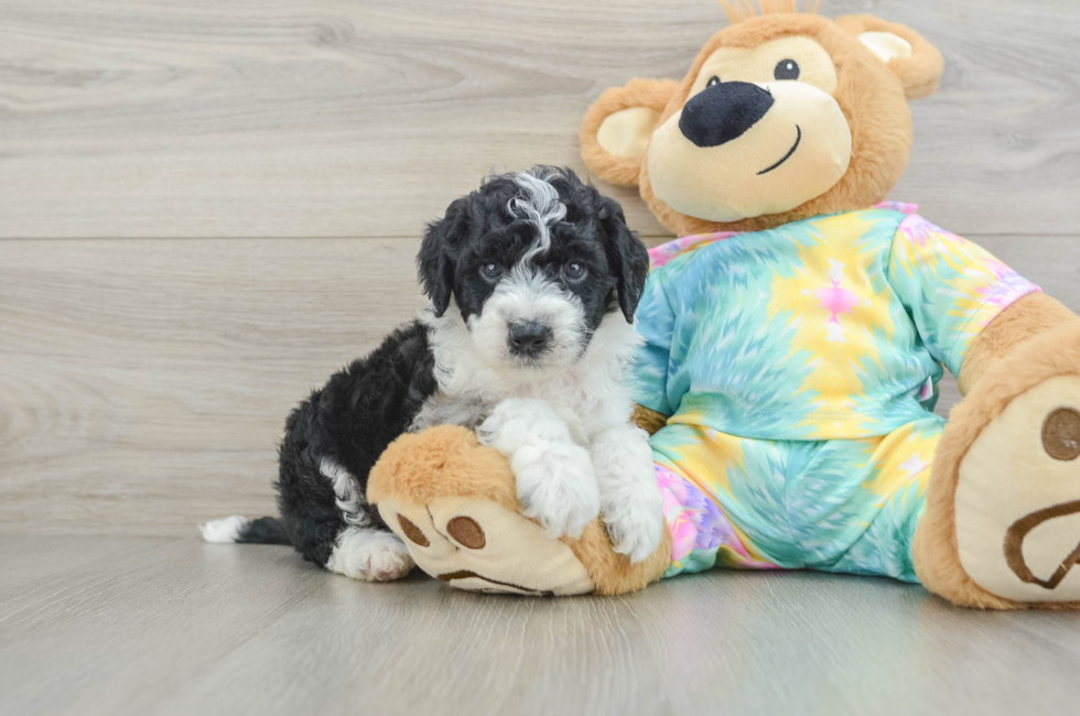 5 week old Mini Aussiedoodle Puppy For Sale - Lone Star Pups