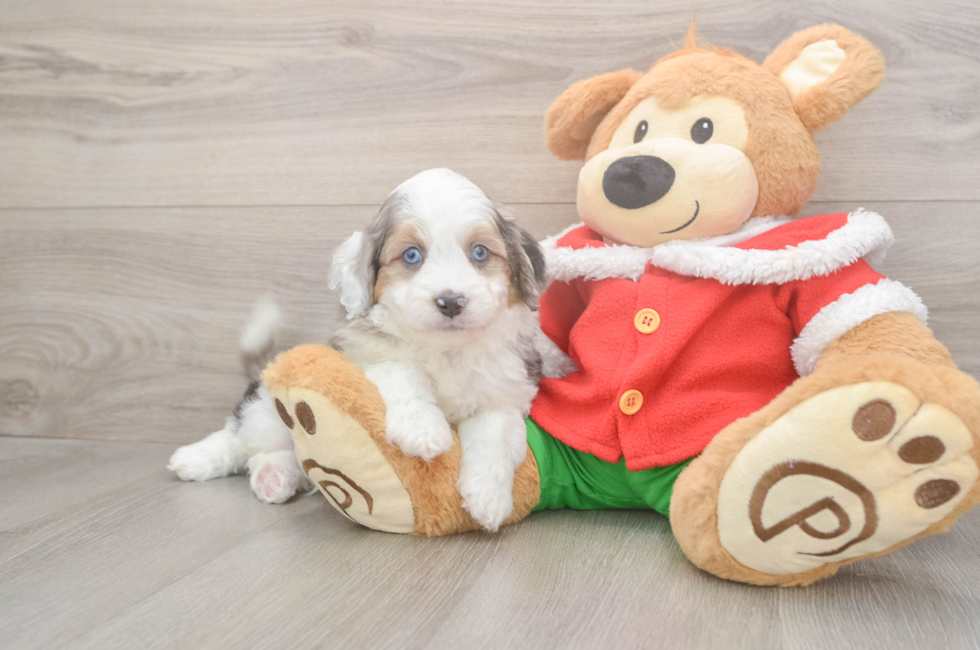 5 week old Mini Aussiedoodle Puppy For Sale - Lone Star Pups