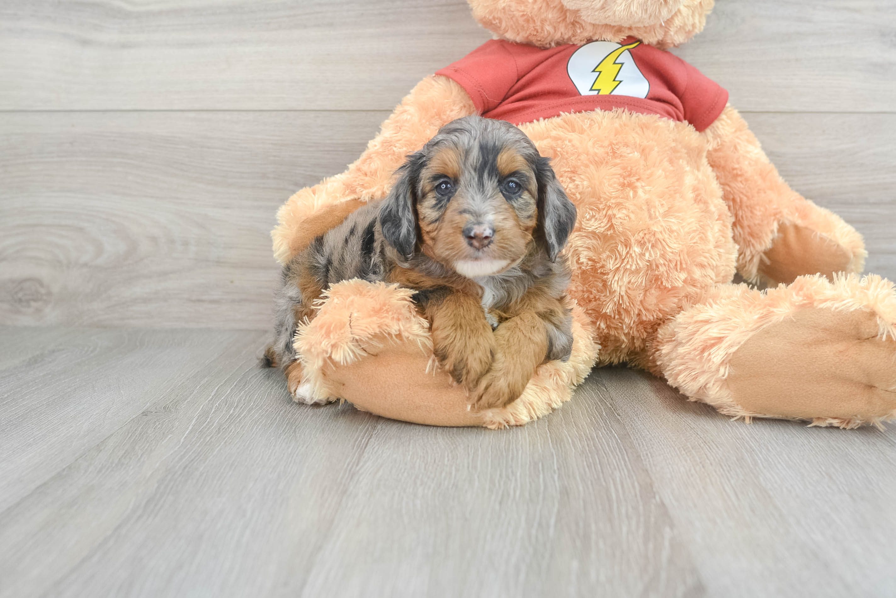 Fluffy Mini Aussiedoodle Poodle Mix Pup