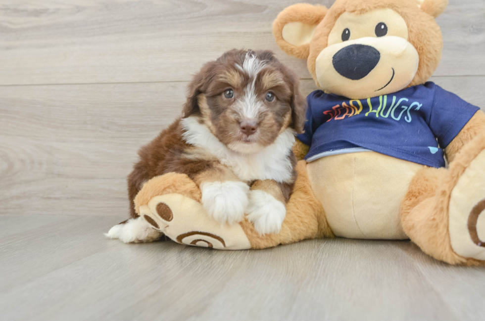 5 week old Mini Aussiedoodle Puppy For Sale - Lone Star Pups