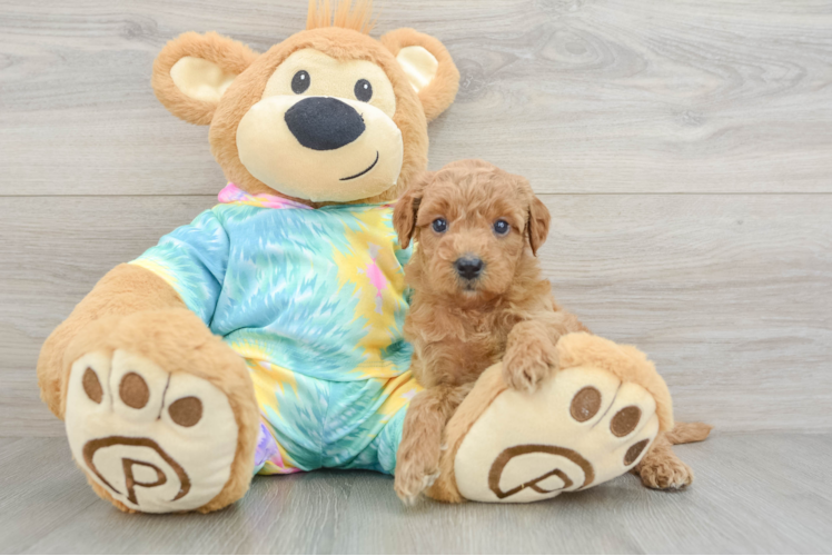 Mini Aussiedoodle Puppy for Adoption
