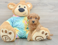 8 week old Mini Aussiedoodle Puppy For Sale - Lone Star Pups