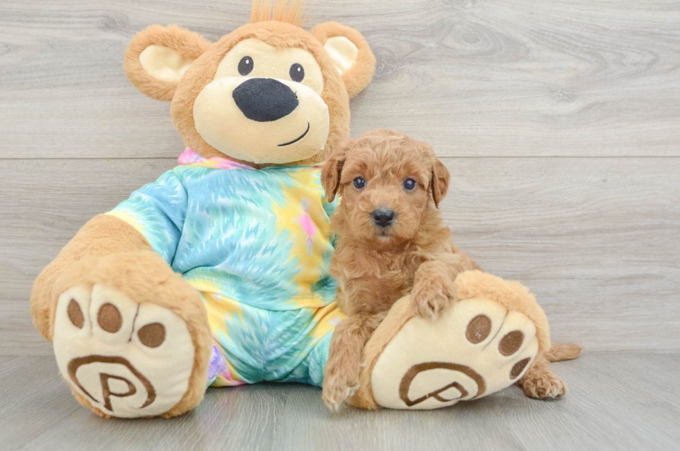 5 week old Mini Aussiedoodle Puppy For Sale - Lone Star Pups