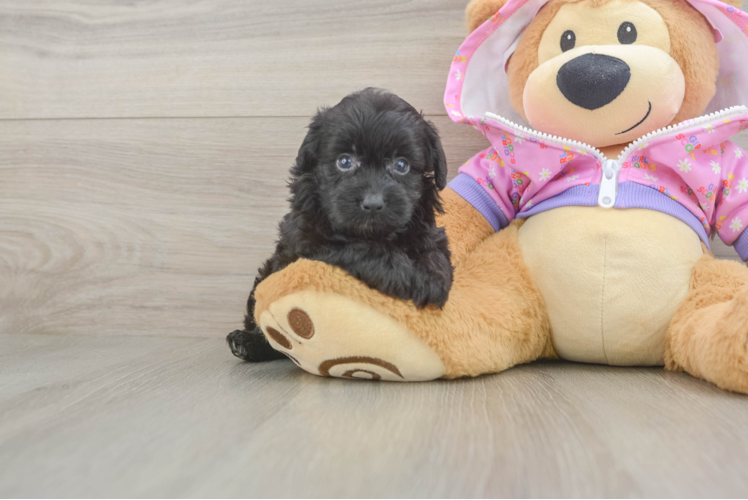 Little Mini Aussiepoo Poodle Mix Puppy