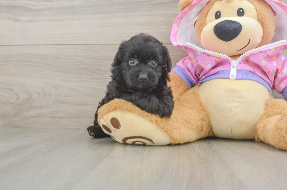 5 week old Mini Aussiedoodle Puppy For Sale - Lone Star Pups
