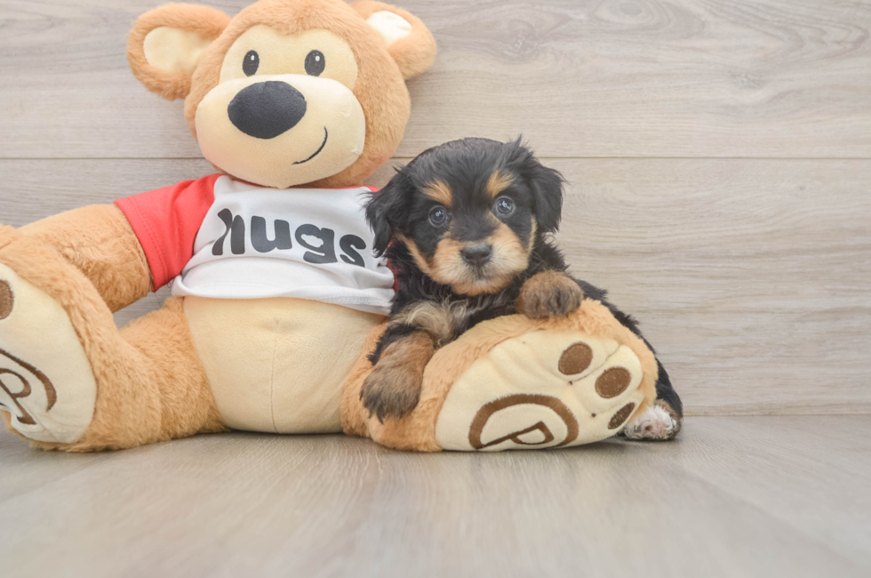 5 week old Mini Aussiedoodle Puppy For Sale - Lone Star Pups