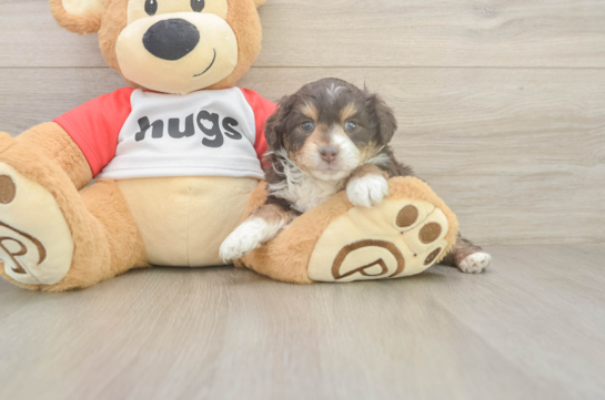 5 week old Mini Aussiedoodle Puppy For Sale - Lone Star Pups Best Mini Aussiedoodle Baby