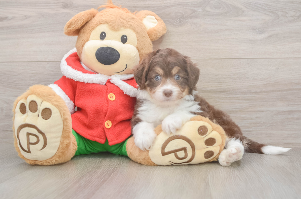 5 week old Mini Aussiedoodle Puppy For Sale - Lone Star Pups