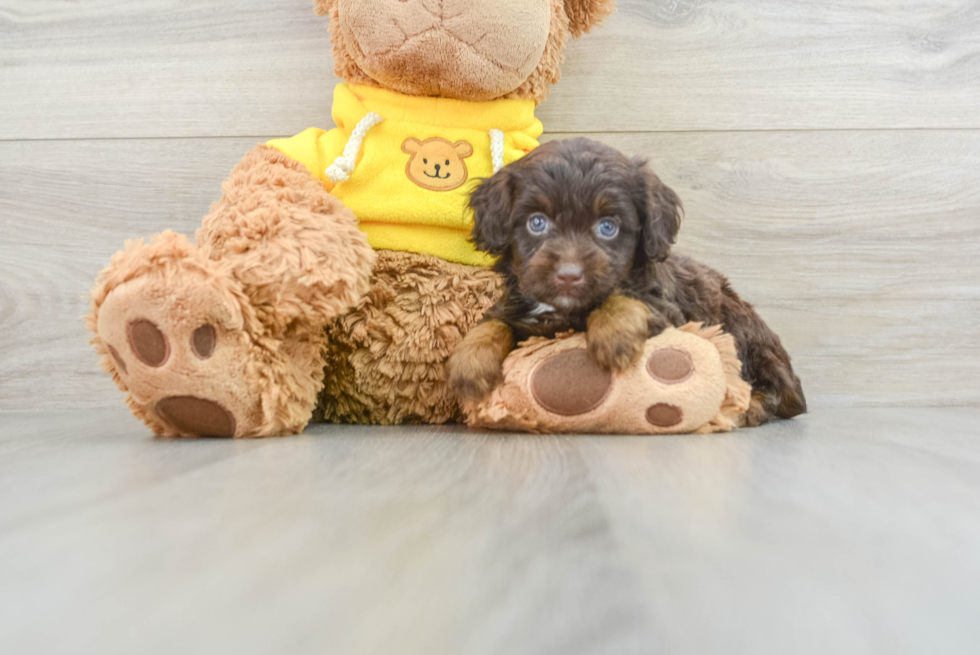 Funny Mini Aussiedoodle Poodle Mix Pup