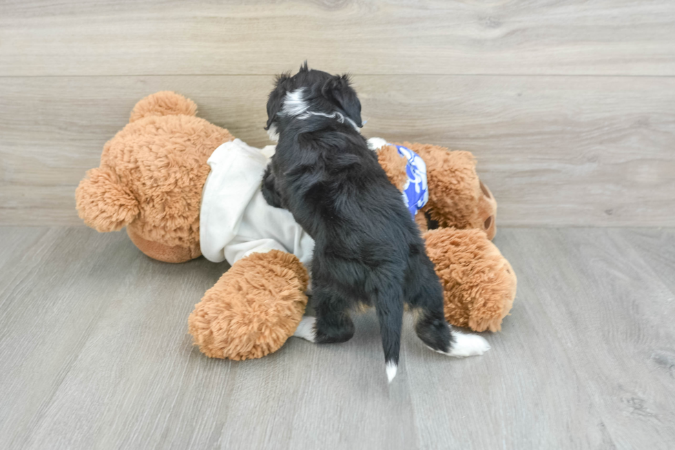 Mini Aussiedoodle Puppy for Adoption