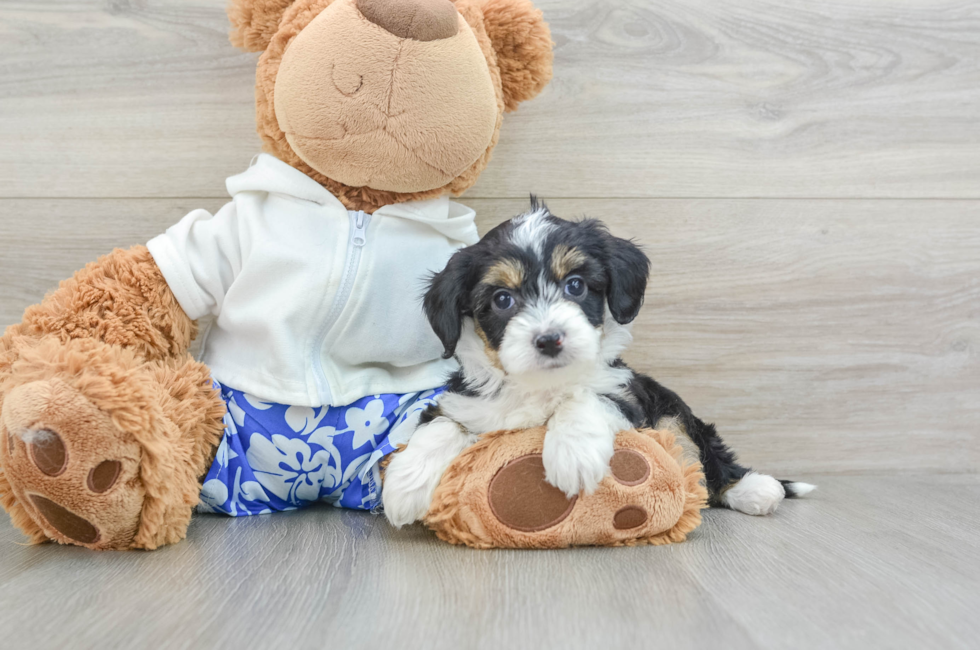 5 week old Mini Aussiedoodle Puppy For Sale - Lone Star Pups